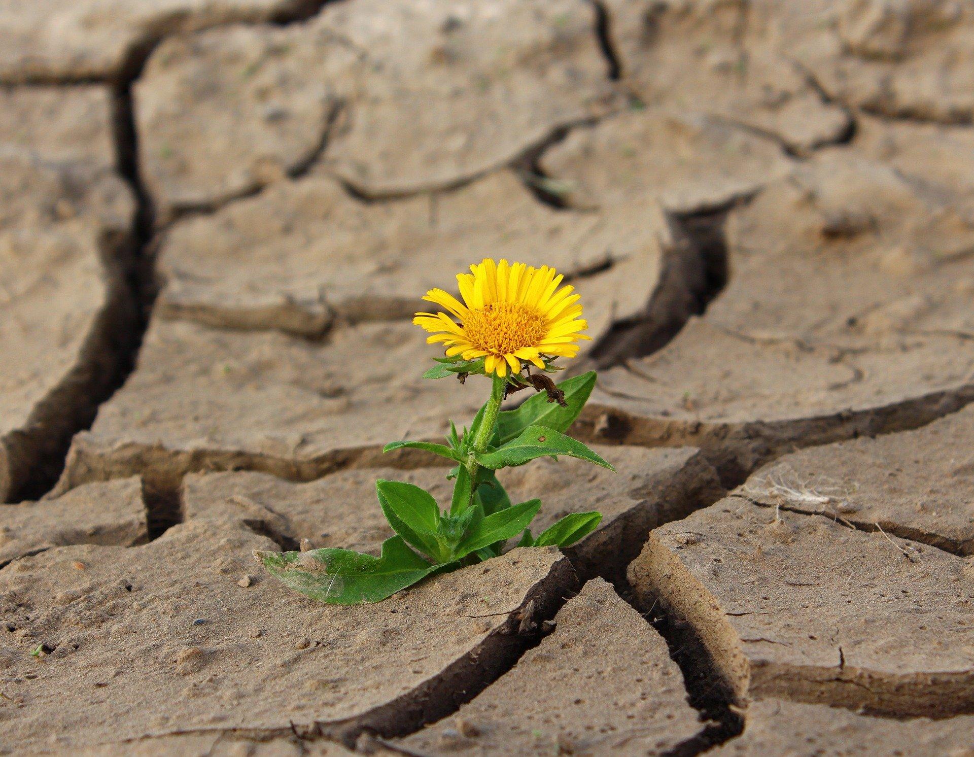 La resiliencia: el superpoder que necesitas⁢ para enfrentar‍ desafíos